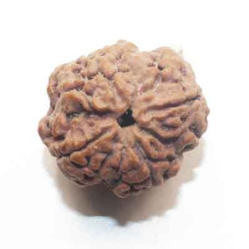 four mukhi nepali rudraksha